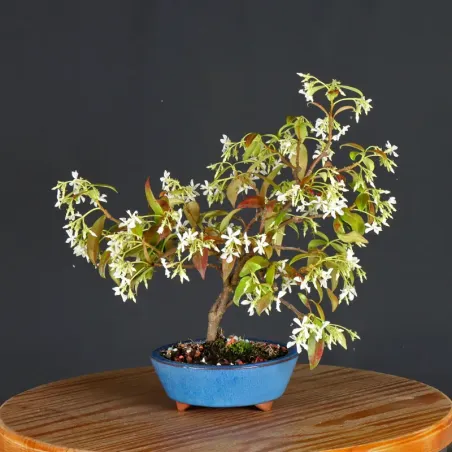 Bonsai Jasmin