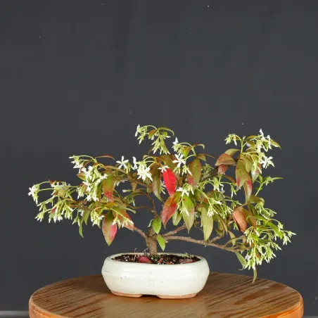 image supplémentaire - JASMIN "JASMINUM" 1-4