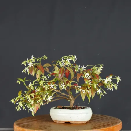 Bonsaï Jasmine