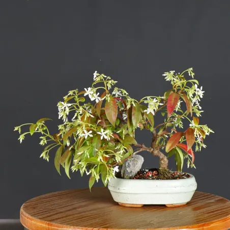 Bonsai Jasmin