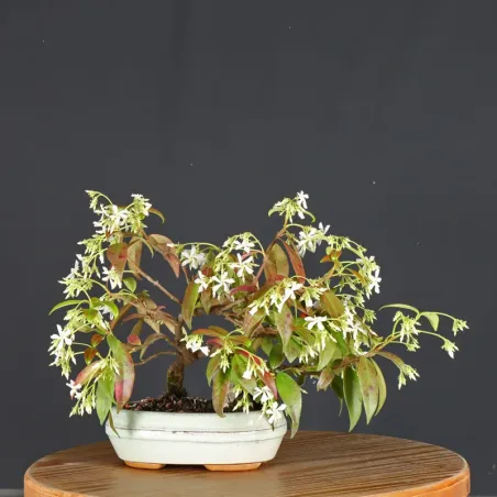 image supplémentaire - JASMIN "JASMINUM" 1-5
