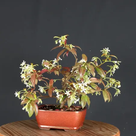 Bonsaï Jasmine
