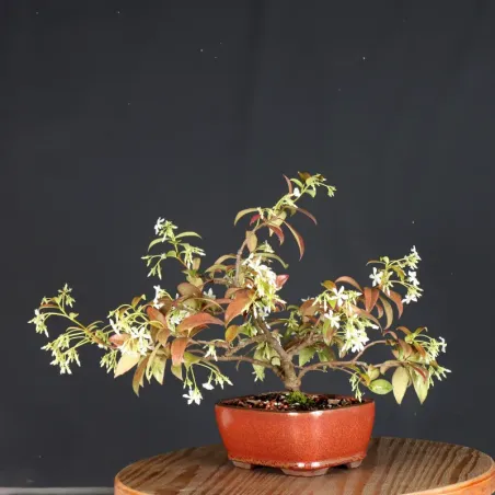 image supplémentaire - JASMIN "JASMINUM" 1-7
