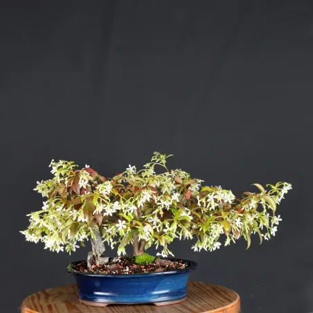 image supplémentaire - JASMIN "JASMINUM" 1-9