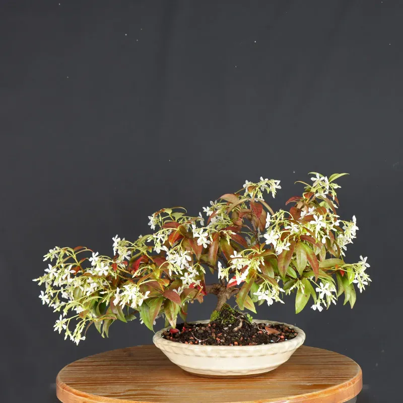 Bonsai Jasmin