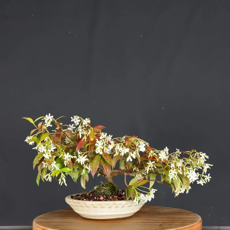 image supplémentaire - JASMIN "JASMINUM" 1-11