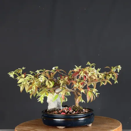 image supplémentaire - JASMIN "JASMINUM" 1-12