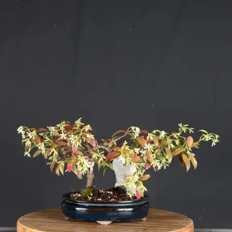 Bonsai Jasmin