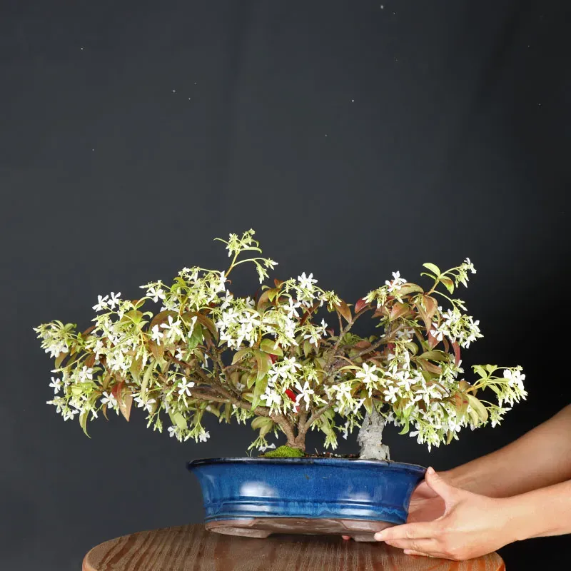 Bonsai Jasmin