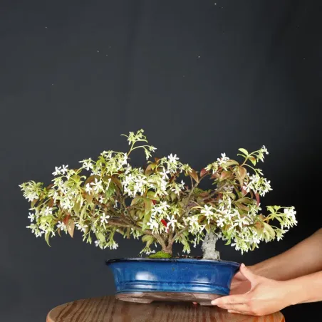 Bonsai Jasmin