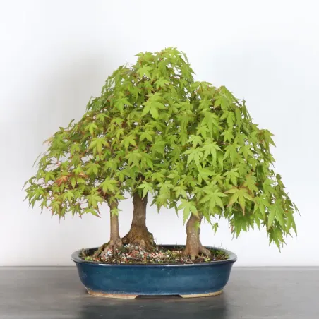 FOREST ACER PALMATUM FORET 1-9