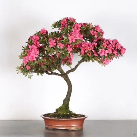 image supplémentaire - JAPANESE AZALEA 2-1