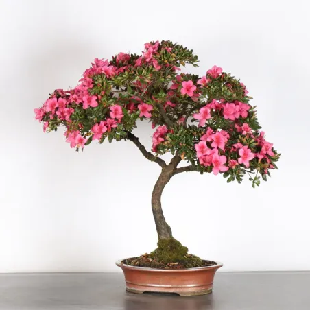 Bonsai Azalée