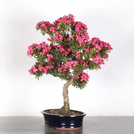 image supplémentaire - BONSAI AZALÉE JAPONAISE 1-5