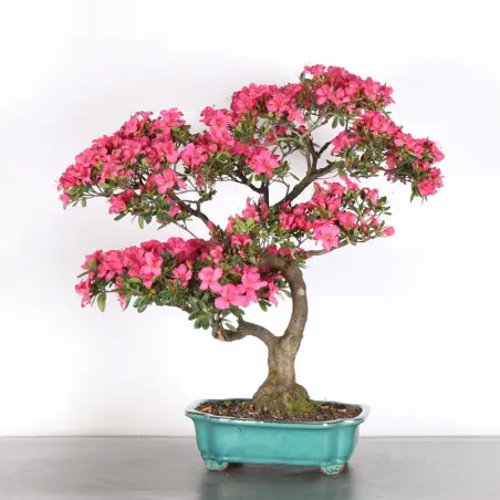 image supplémentaire - BONSAI AZALÉE JAPONAISE 1-7