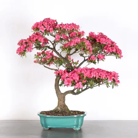 JAPANESE AZALEA 1-7