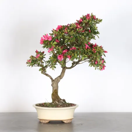 Bonsai Azalée AZ-1-8