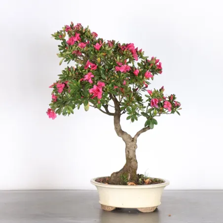 image supplémentaire - AZALEA JAPONICA 1-8