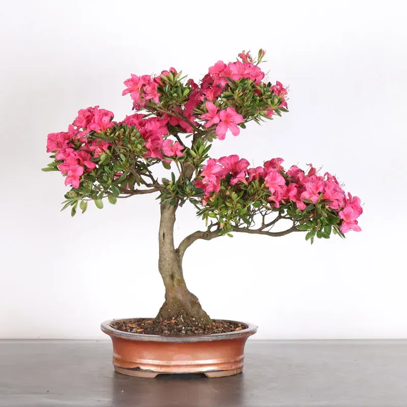BONSAI AZALEE JAPONAISE  1-12