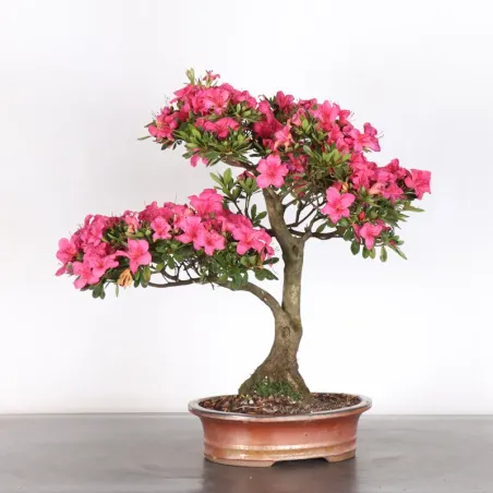 image supplémentaire - BONSAI AZALEE JAPONAISE  1-12