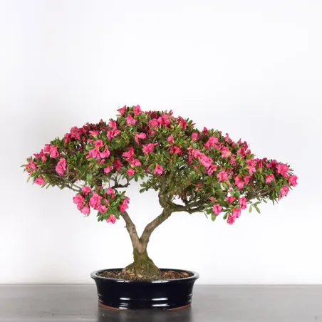 JAPANESE AZALEA 2-7
