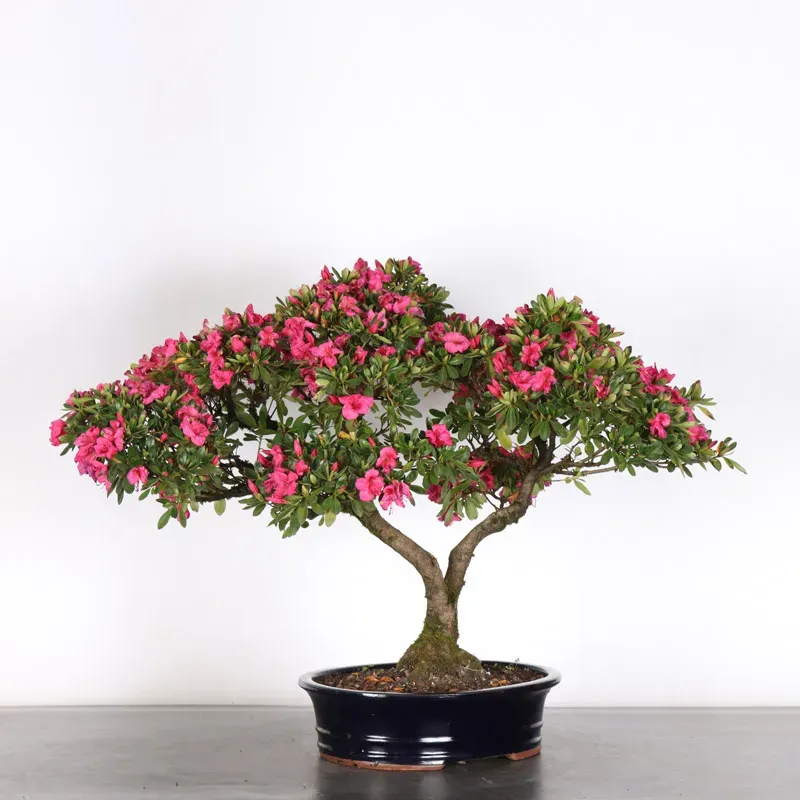 image supplémentaire - BONSAI AZALÉE JAPONAISE  2-7