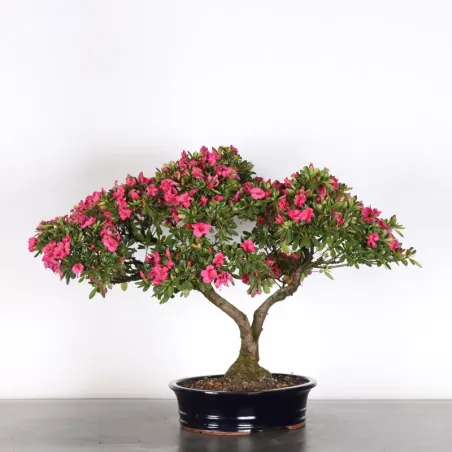 image supplémentaire - JAPANESE AZALEA 2-7