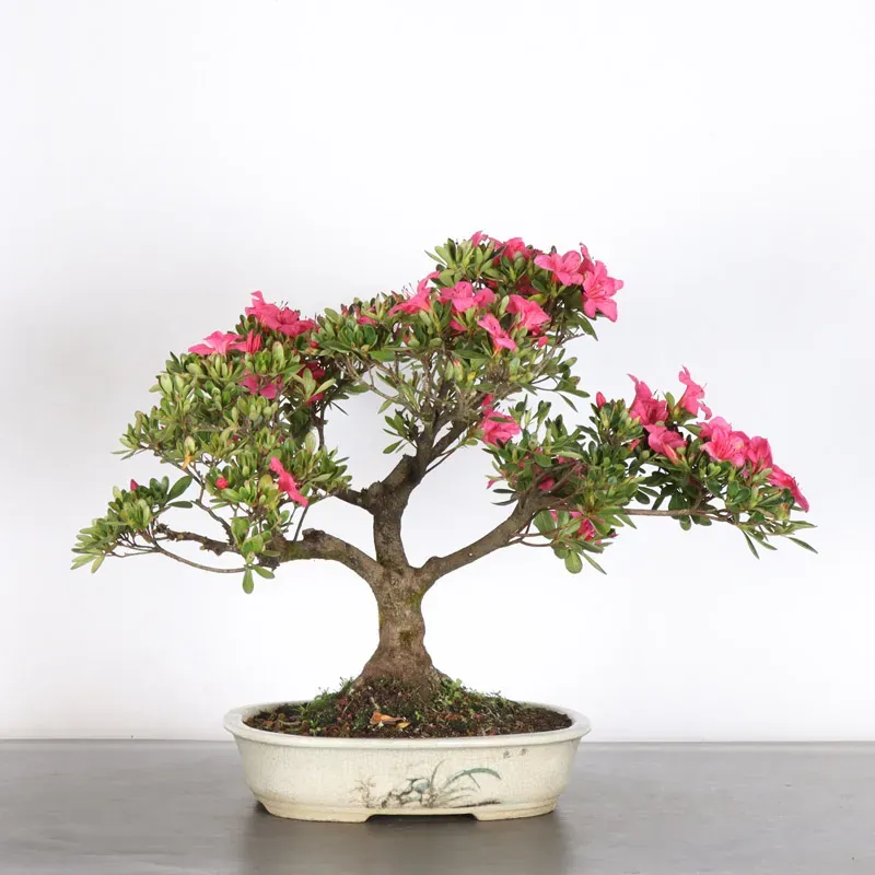 BONSAI AZALÉE JAPONAISE 2-11