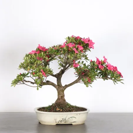 JAPANESE AZALEA 2-11