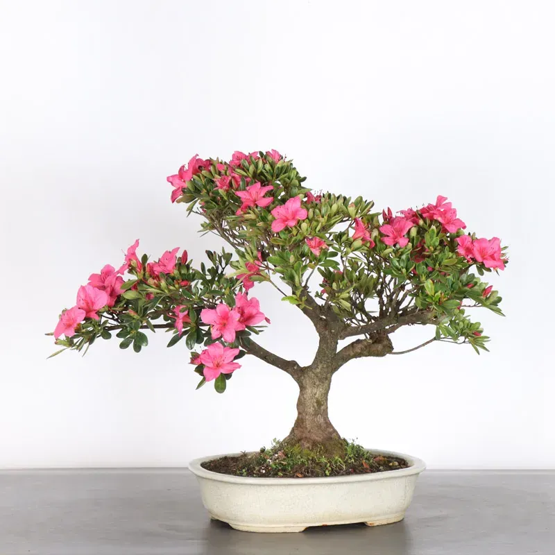 image supplémentaire - JAPANESE AZALEA 2-11