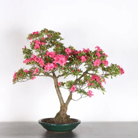 image supplémentaire - AZALÉE JAPONAISE "AZALEA" 3-11