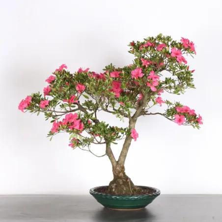 JAPANESE AZALEA "AZALEA" 3-11