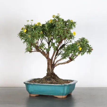 Bonsai Potentille