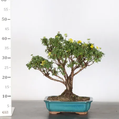image supplémentaire - BONSAI POTENTILLE 1-5