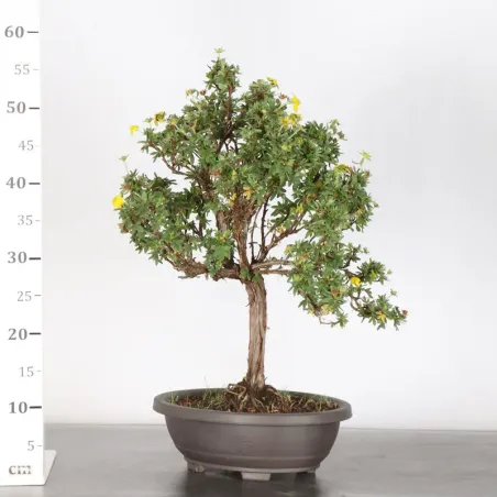 image supplémentaire - BONSAI POTENTILLE 1-6