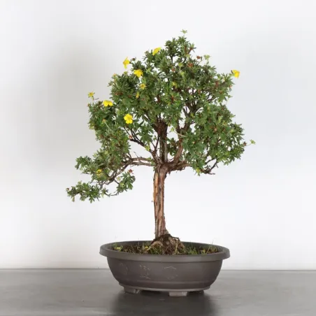 Bonsai Potentille