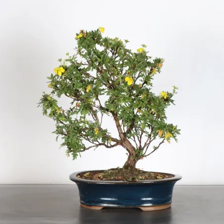 Bonsai Potentille