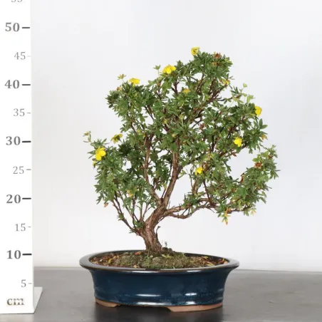 image supplémentaire - BONSAI POTENTILLE 1-7