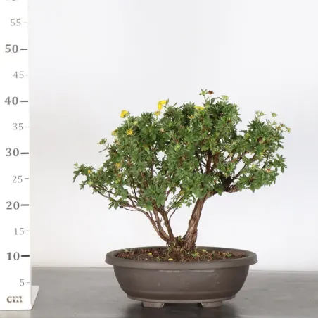 image supplémentaire - BONSAI POTENTILLE 1-8