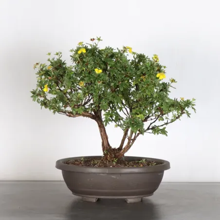 Bonsai Potentille