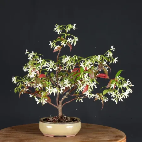 Bonsaï Jasmine