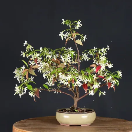 image supplémentaire - JASMIN "JASMINUM" 2-1