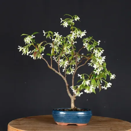 Bonsai Jasmin