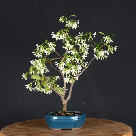 image supplémentaire - JASMINE "JASMINUM" 2-2
