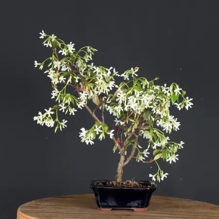 Bonsai Jasmin