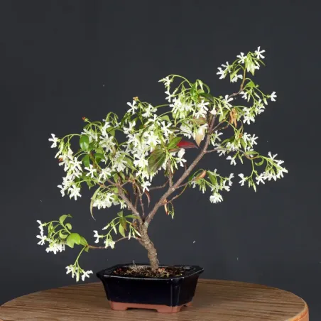 image supplémentaire - JASMINE "JASMINUM" 2-4
