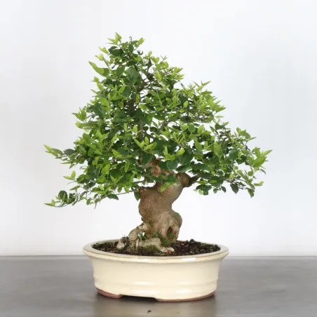 MICOCOULIER "CELTIS AUSTRALIS"  1-1