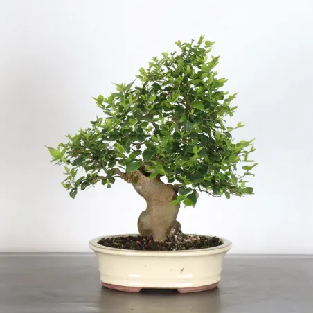image supplémentaire - MICOCOULIER "CELTIS...