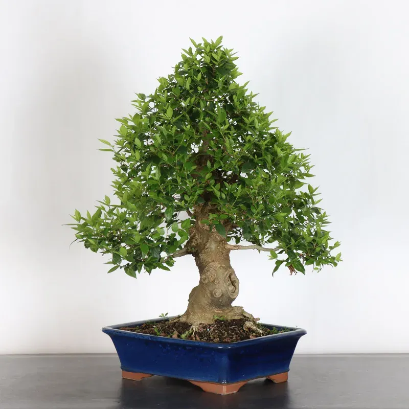 HACKBERRY "CELTIS AUSTRALIS" 1-7