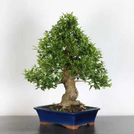 MICOCOULIER "CELTIS AUSTRALIS" 1-7